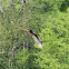 turkey vulture