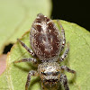 Bronze Jumper Female