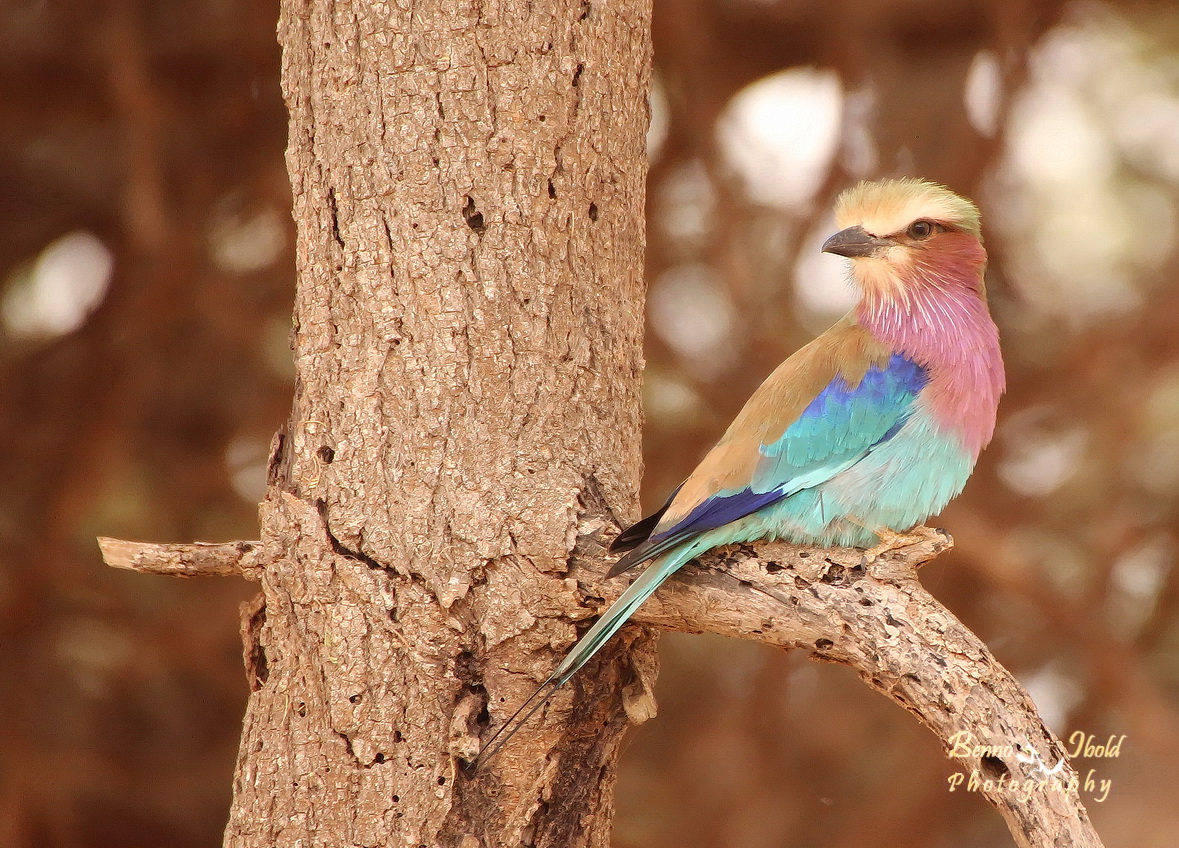 Lilac-breasted roller