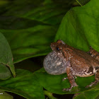 Bush Frog