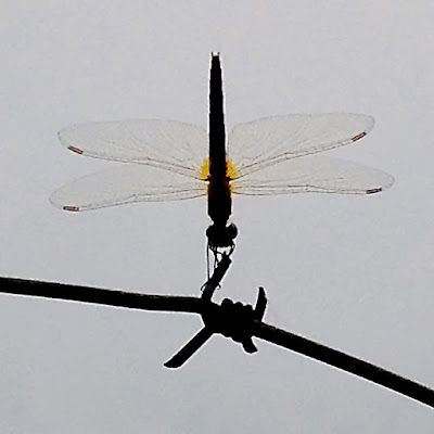 libellula  di duilio56