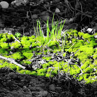 Sotto la luce... verde! di 