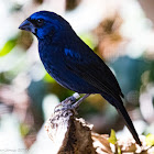 Ultramarine Grosbeak