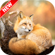 Download Fox Wallpaper For PC Windows and Mac 1.1