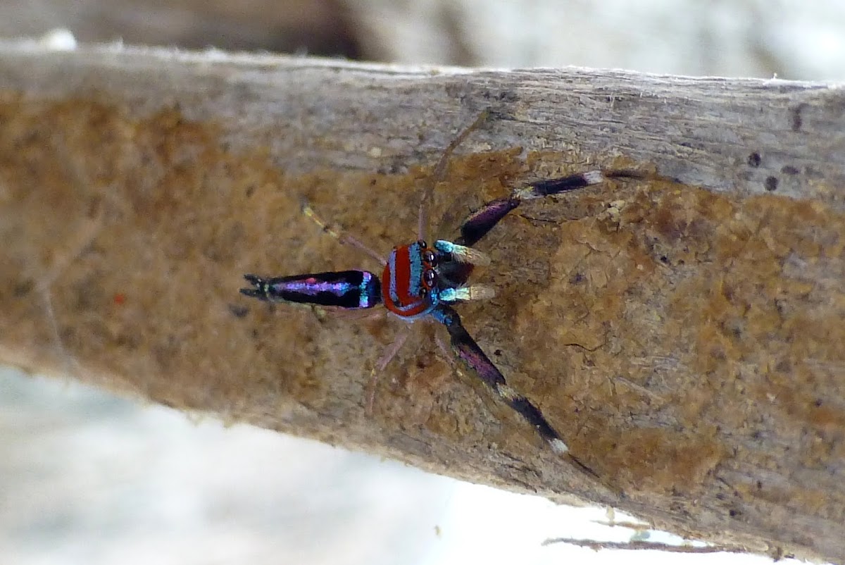 Elegant Jumping spider