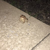 Eastern American toad