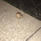 Eastern American toad