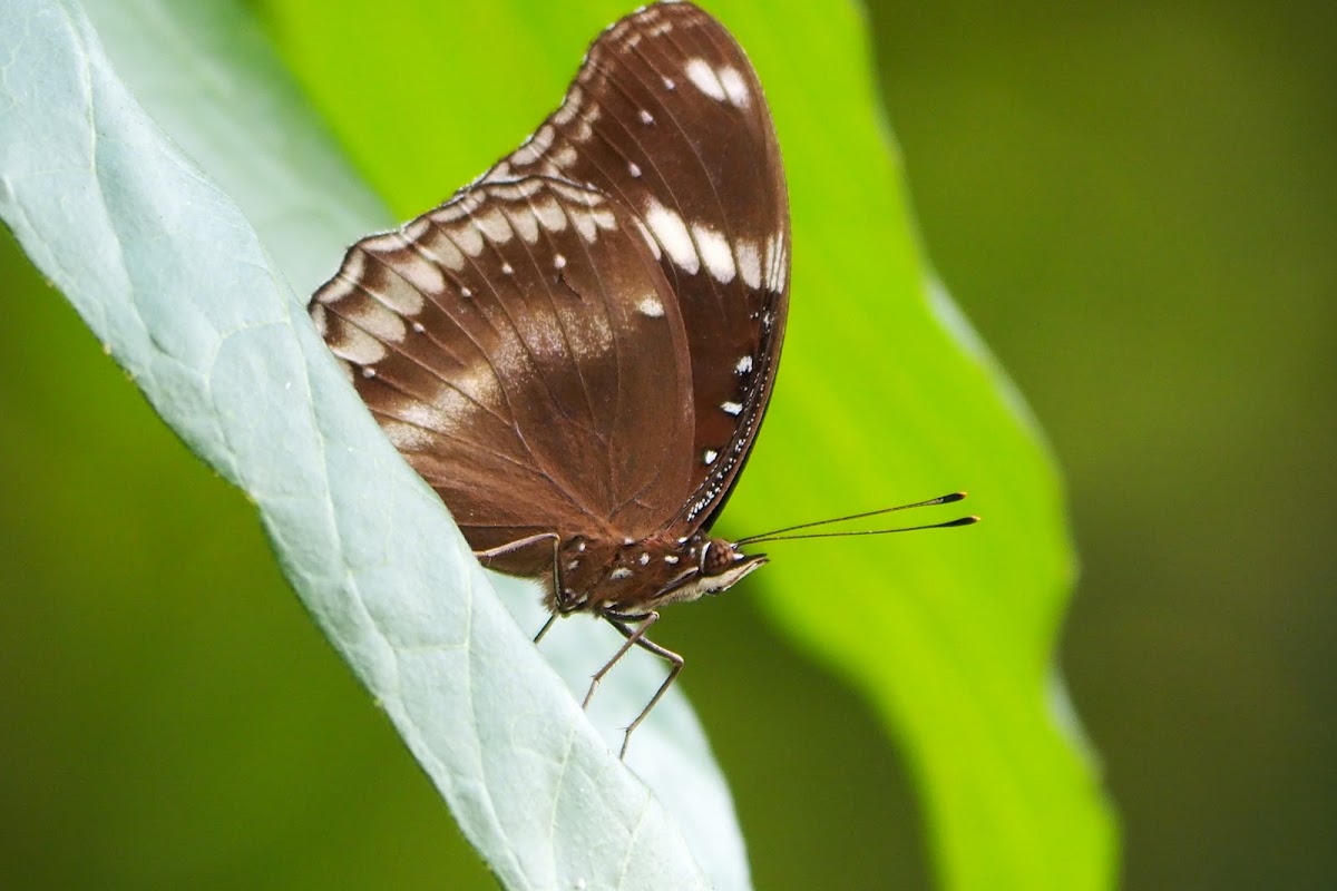 Jacintha eggfly