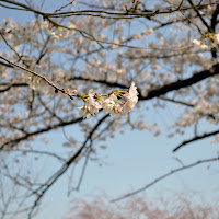 Prunus Serrulata di 