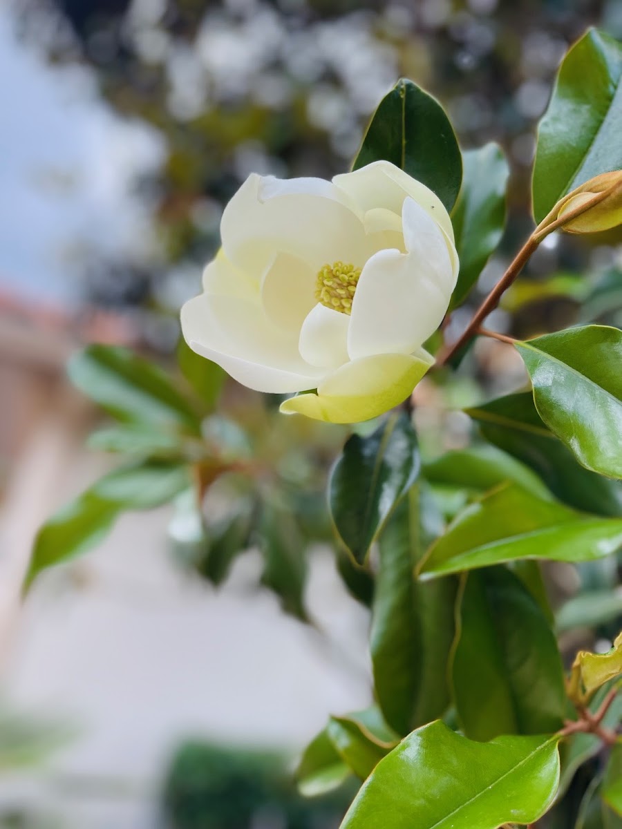 Southern Magnolia