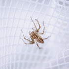 Striped Lynx Spider, female