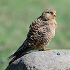 Kestrel - Greater Kestrel(White-eyed Kestrel)