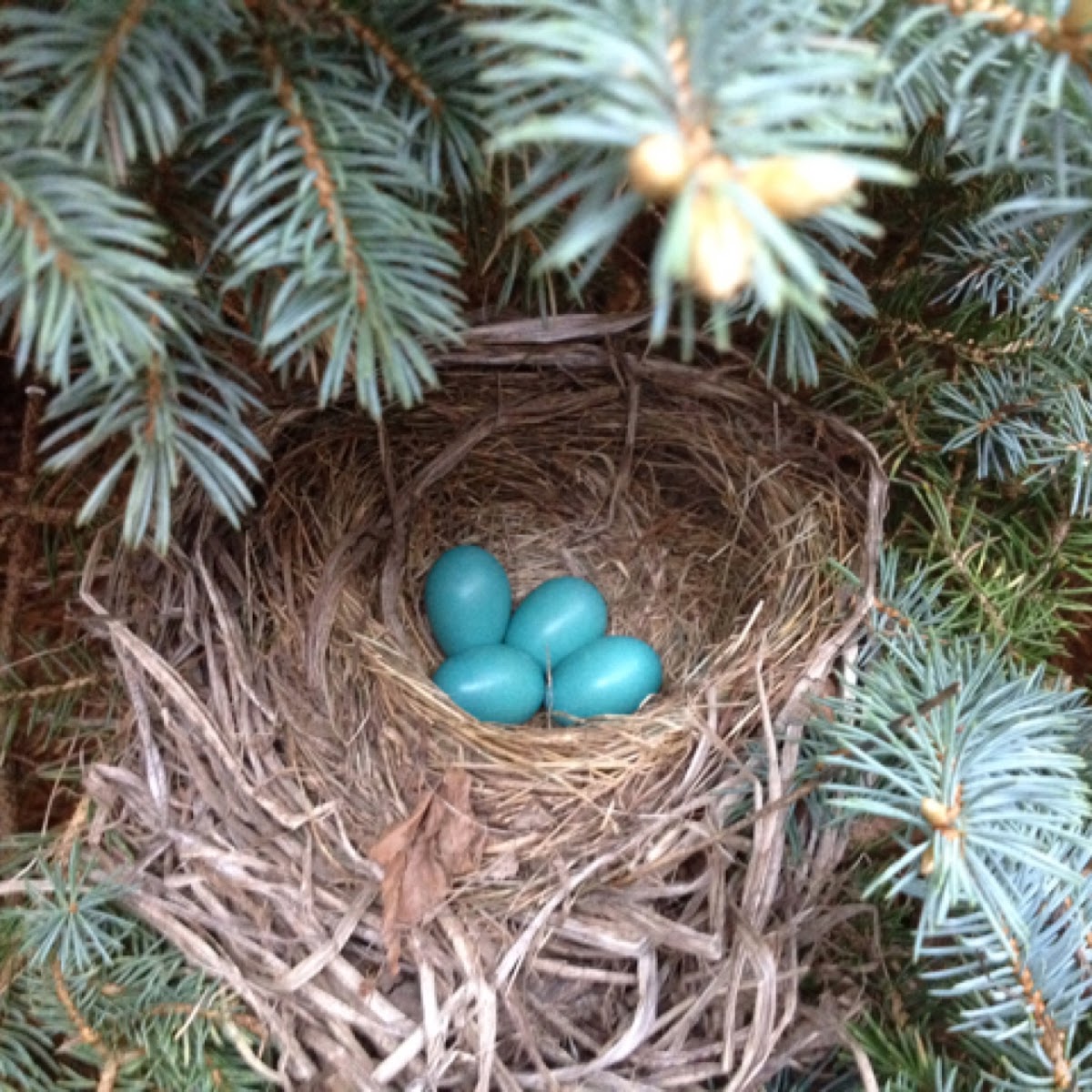 Robin Eggs