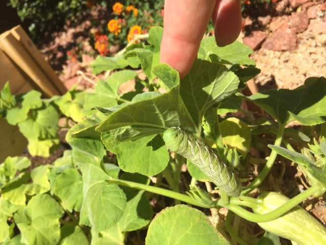 Five Spotted Hawk Moth