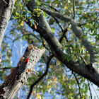 Red-Bellied Woodpecker