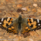 Painted Lady