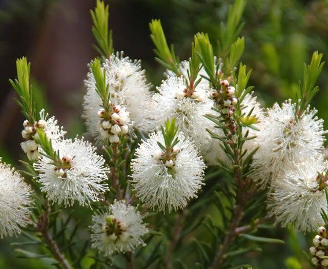 澳洲茶樹 Tea Tree