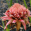 Torch ginger