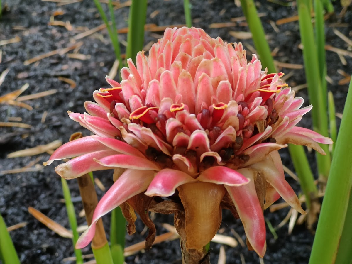 Torch ginger