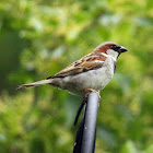 Domestic Sparrow (Male)