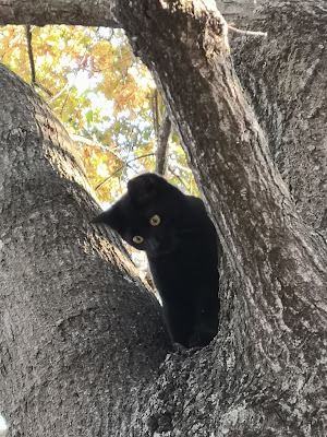  The cat is on the tree di patsie_1506