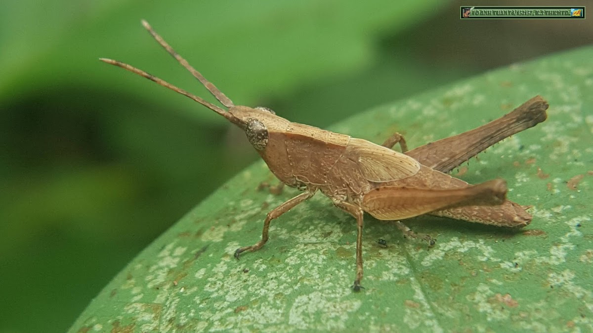 Tooth-legged Grasshopper, Slant-faced grasshopper, ♀
