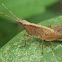 Tooth-legged Grasshopper, Slant-faced grasshopper, ♀