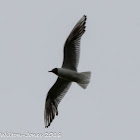 Black-headed Gull