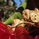 Giant grasshopper