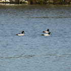 Common Goldeneye