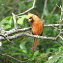 Northern Cardinal