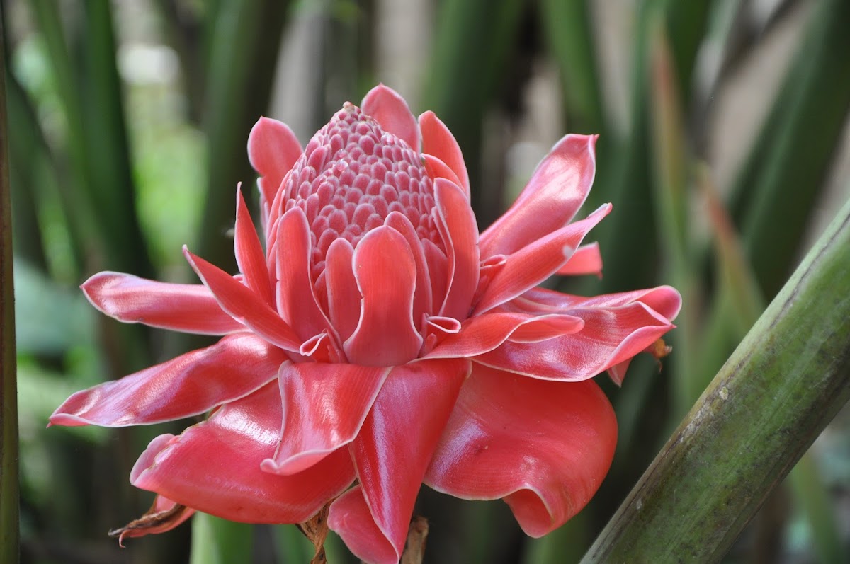 Torch ginger