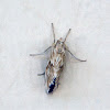 Cynaeda dentalis moth