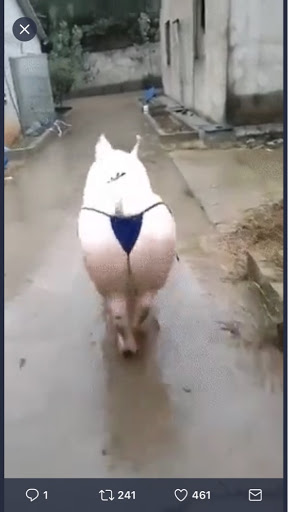 けんゆ