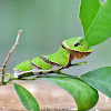 Swallowtail Butterfly Caterpillar ( झुसिल्किरा)