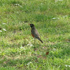 American Robin