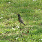 American Robin