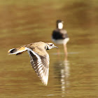 Killdeer