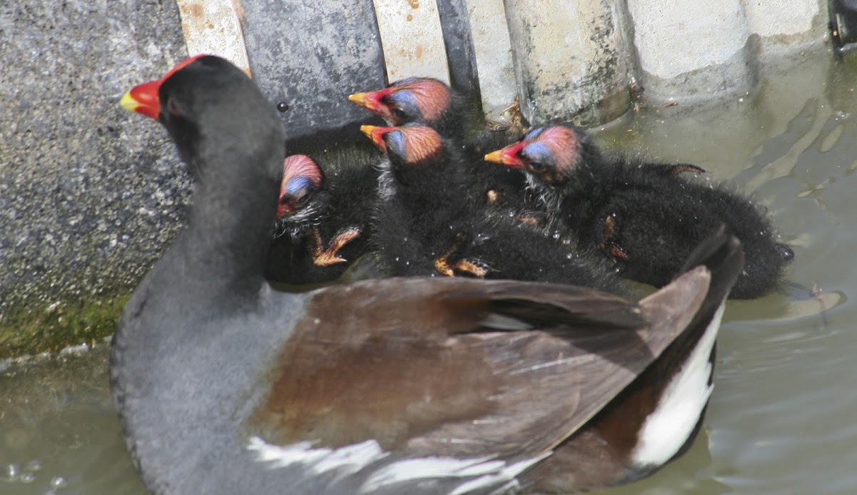 Common Gallinule