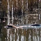 Muskrat