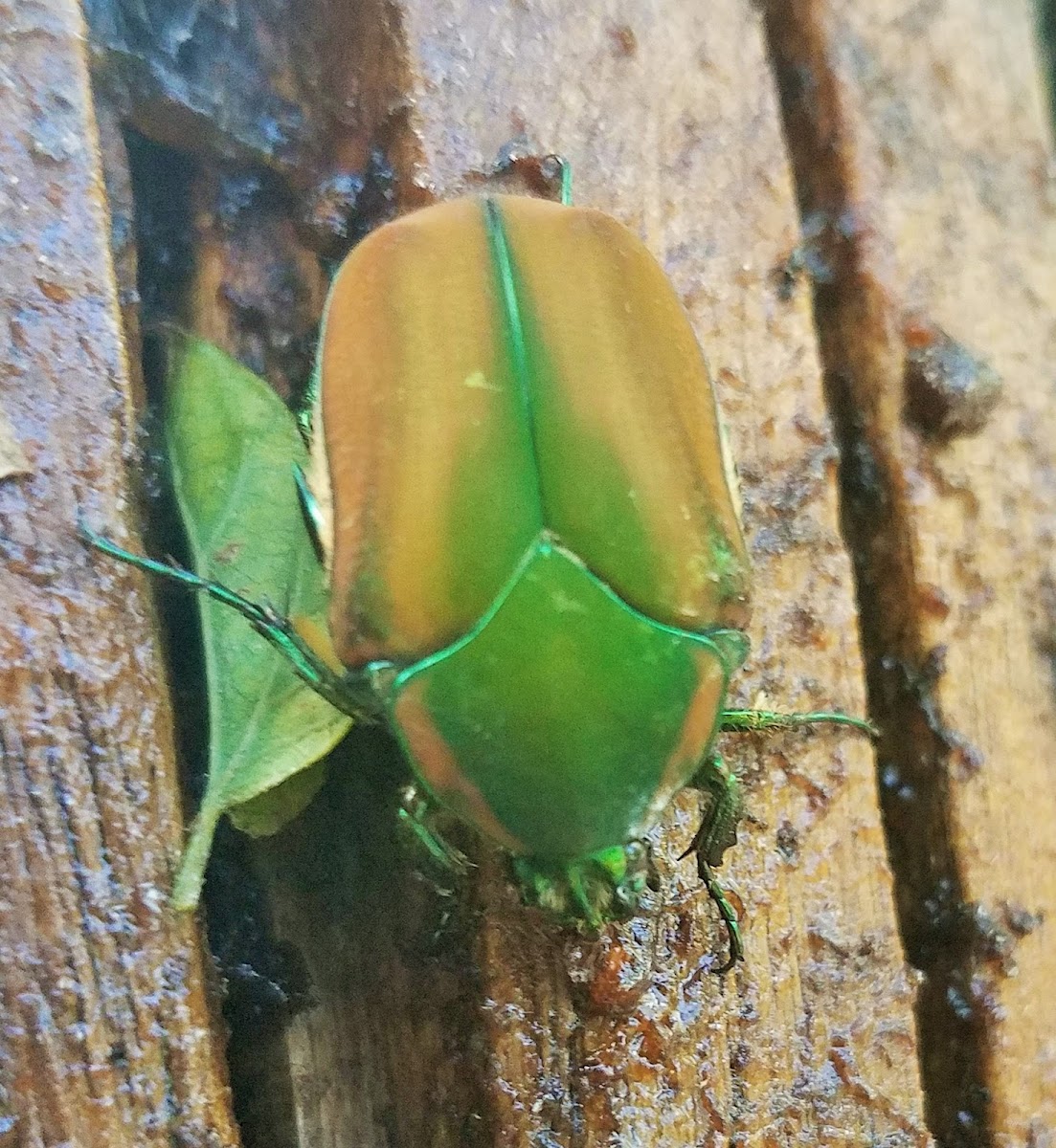 Green June beetle