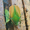 Green June beetle