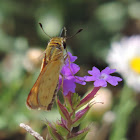 Fiery Skipper