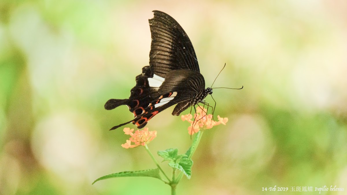 Papilio helenus 玉斑鳳蝶