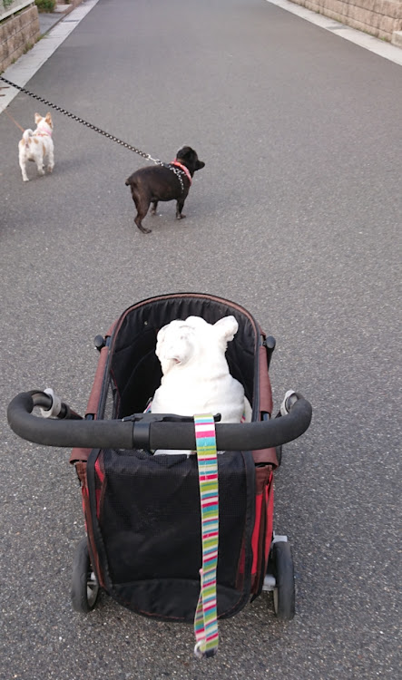 243ka【不Jun Style】さんが投稿した愛犬と散歩・専用機・乗ってるだけに関するカスタム事例の投稿画像1枚目