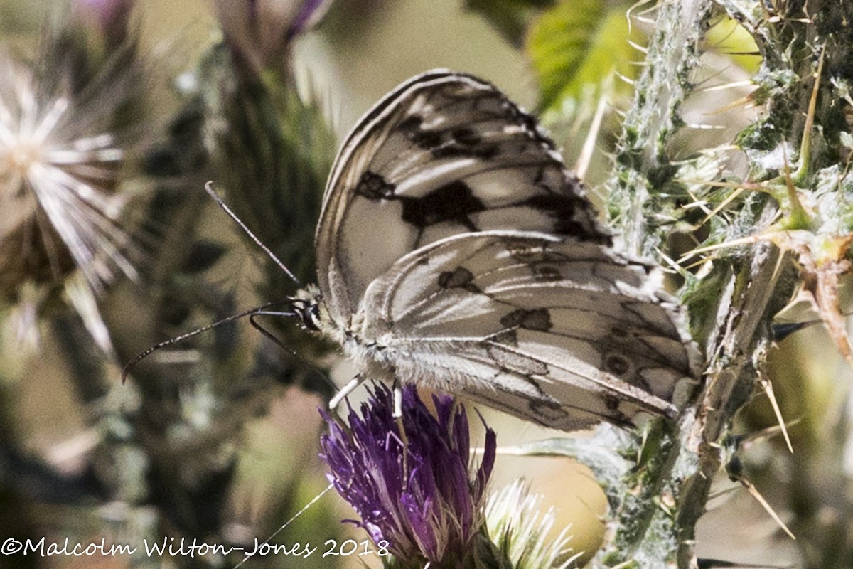 Iberian Marbled White