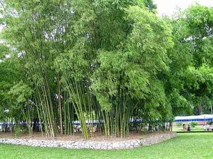 nguyên liệu tre nứa