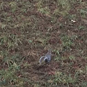 Eastern Gray Squirrel