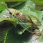 Superb Green Cicada