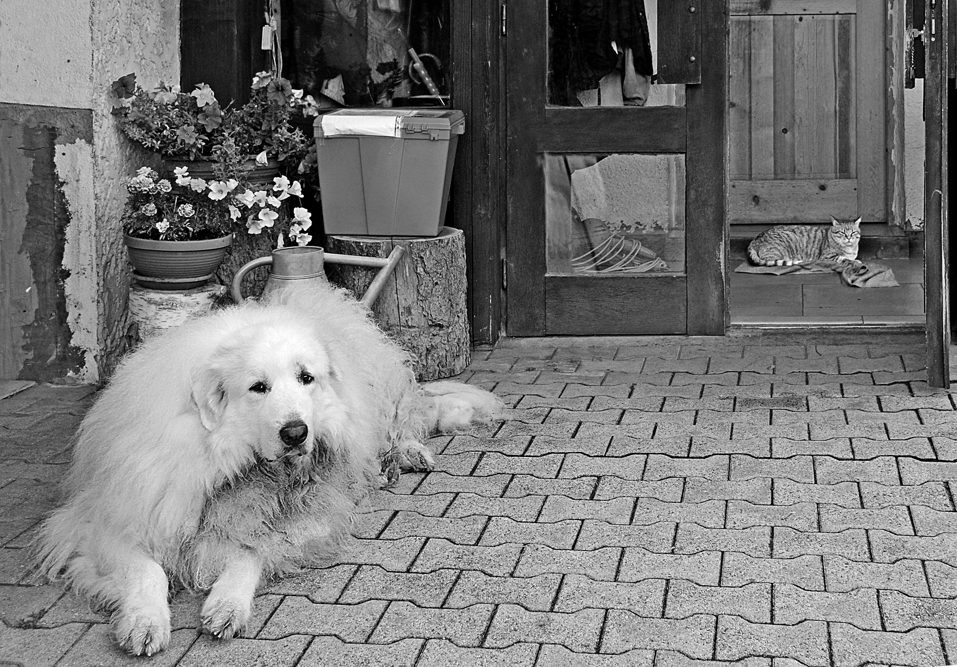 Chi è il padrone di casa? di carlo-bi